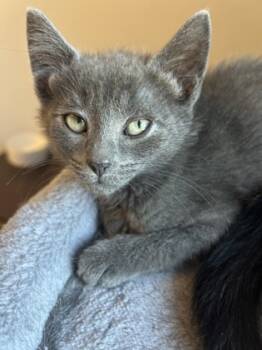 Rescue Domestic Short Hair Cats for Adoption in Morton Grove, Illinois - Rosalie | PetCurious