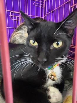 Domino -  Tuxedo Cat for Adoption - Domino | PetCurious