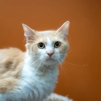 Kevin -  Domestic Short Hair Cat for Adoption in Gainesville, Georgia - Kevin | PetCurious