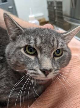 Rescue Domestic Short Hair Cats for Adoption in Cleveland, Ohio - Douglas Fir | PetCurious