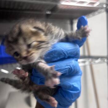 Little Cesars -  Domestic Short Hair Cat for Adoption in Philadelphia, Pennsylvania - Little Cesars | PetCurious