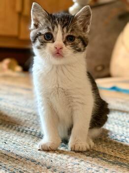 Pickles -  Domestic Short Hair Cat for Adoption in Victor, New York - Pickles | PetCurious