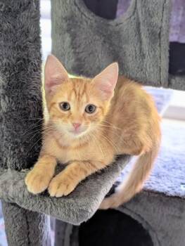 Tropicana -  Domestic Short Hair Cat for Adoption in Murfreesboro, Tennessee - Tropicana | PetCurious