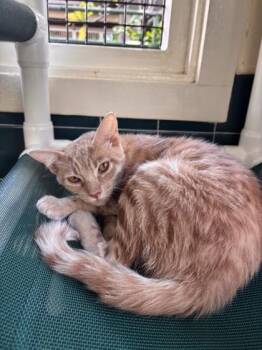 Cutie -  Domestic Short Hair Cat for Adoption in Honolulu, Hawaii - Cutie | PetCurious