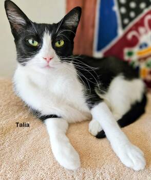 Talia -  Domestic Short Hair Cat for Adoption in Portland, Oregon - Talia | PetCurious