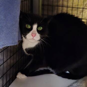 Rescue Domestic Short Hair Cats for Adoption in Charlottesville, Virginia - Thor | PetCurious