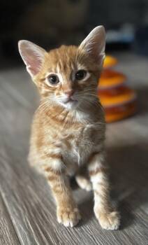Domestic Short Hair Cats Available for Adoption in St. Cloud, Florida - Coconut | PetCurious