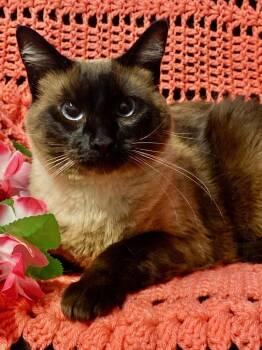 Siamese Cats Available for Adoption in Colusa, California - Verona | PetCurious