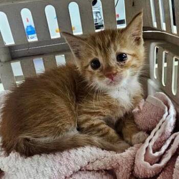 Lily cat -  Domestic Short Hair Cat for Adoption in Starkville, Mississippi - Lily Cat | PetCurious