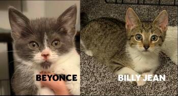 Beyonce & Billy Jean -  Domestic Short Hair Cat for Adoption in Middle Township, New Jersey - Beyonce & Billy Jean | PetCurious