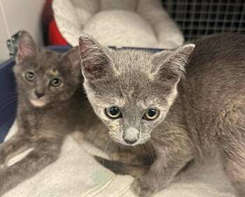 Megalosaurus -  Domestic Short Hair Cat for Adoption in Kansas City, Missouri - Megalosaurus | PetCurious