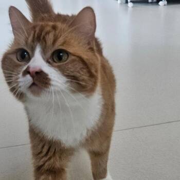 Pablo -  Domestic Short Hair Cat for Adoption in Warwick, Rhode Island - Pablo | PetCurious