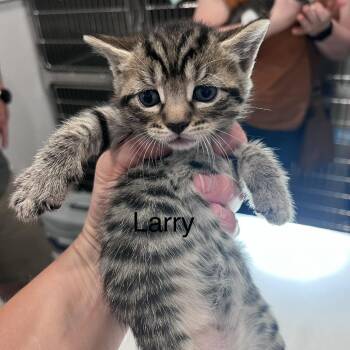 Larry -  Domestic Short Hair Cat for Adoption in Scituate, Massachusetts - Larry | PetCurious