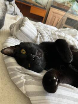 Rescue Domestic Short Hair Cats for Adoption in Palmer, Alaska - Kaito Now Finch | PetCurious