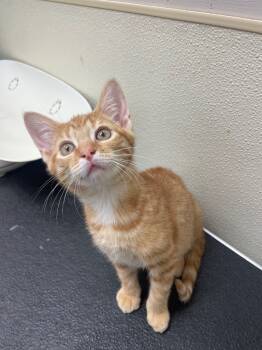 Rescue Domestic Short Hair Cats for Adoption in Great Bend, Kansas - Archie | PetCurious