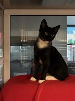 Cinnamon Apple Uncrustable -  Domestic Short Hair Cat for Adoption in Kansas City, Missouri - Cinnamon Apple Uncrustable | PetCurious