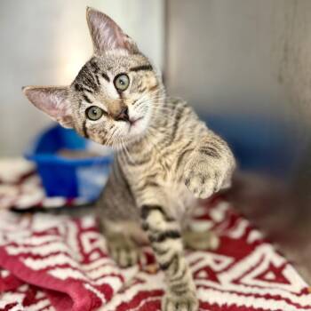 Cooper -  American Shorthair Cat Available for Adoption in Asheville, North Carolina - Cooper | PetCurious