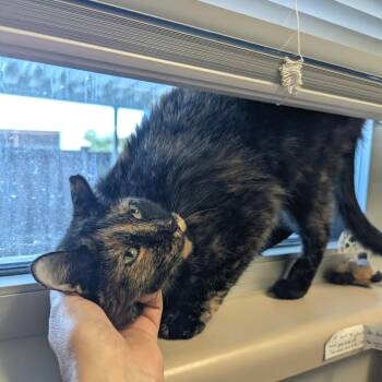 Peaches -  Domestic Short Hair Cat for Adoption in Murray, Utah - Peaches | PetCurious