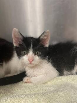 Rescue Domestic Short Hair Cats for Adoption in San Francisco, California - CHAD | PetCurious
