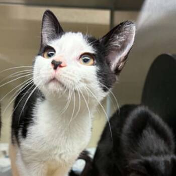 Sriracha -  Domestic Short Hair Cat for Adoption in Concord, North Carolina - Sriracha | PetCurious