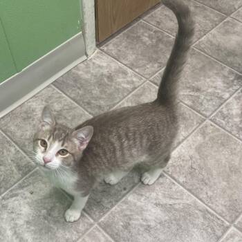 Foxglove -  Domestic Short Hair Cat for Adoption in Greenbelt, Maryland - Foxglove | PetCurious