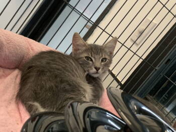 Rescue Domestic Short Hair Cats for Adoption in Sanford, Florida - Ritz | PetCurious