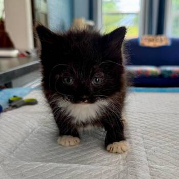 Carlsbad Miller -  Domestic Medium Hair Cat for Adoption in Woodstock, Virginia - Carlsbad Miller | PetCurious