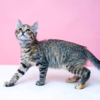Belle DAINTY CUDDLER UNIQUE ORANGE MARKINGS -  Tabby and Calico Cat for Adoption in Bethel, Connecticut - Belle DAINTY CUDDLER UNIQUE ORANGE MARKINGS | PetCurious