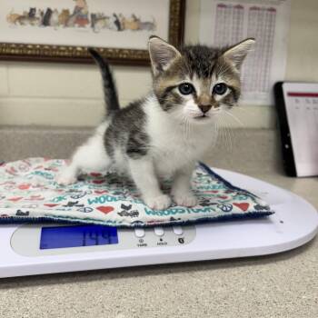 Murray 26-06-046 -  Domestic Short Hair Cat for Adoption in Bastrop, Texas - Murray 26-06-046 | PetCurious