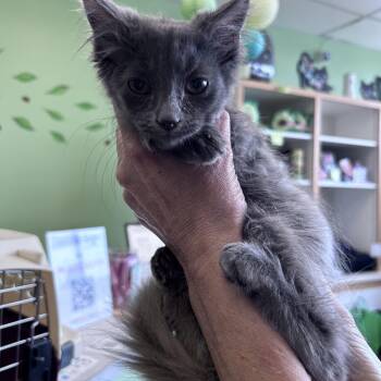 Bojangles THLiv -  Domestic Medium Hair Cat for Adoption - Bojangles THLiv | PetCurious