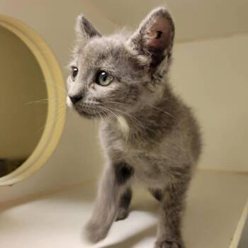 BURN-E -  Domestic Medium Hair and Domestic Short Hair Cat Available for Adoption in Columbia, Missouri - BURN-E | PetCurious