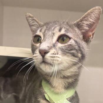 Yomi -  Domestic Short Hair Cat for Adoption in Redwood City, California - Yomi | PetCurious