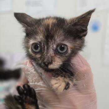 Lucky Strike -  Domestic Medium Hair Cat for Adoption in Charleston, West Virginia - Lucky Strike | PetCurious