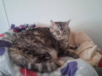 Izzy -  Domestic Short Hair Cat for Adoption in Hot Springs, South Dakota - Izzy | PetCurious