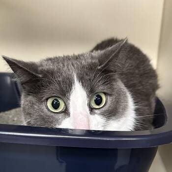 Domestic Short Hair Cats Available for Adoption - Jaycee | PetCurious