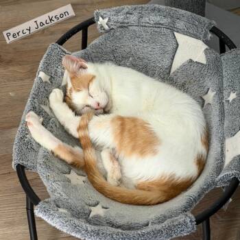 Domestic Short Hair Cats Available for Adoption - Percy Jackson | PetCurious