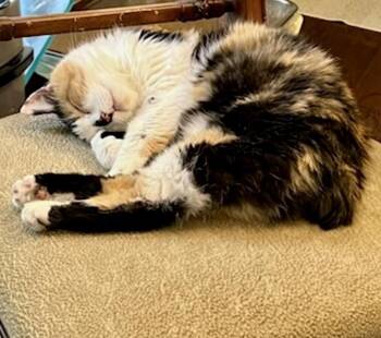 Lydia -  Calico and Domestic Medium Hair Cat for Adoption in Little Rock, Arkansas - Lydia | PetCurious