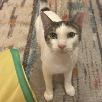 Jack Harkness -  Domestic Short Hair Cat for Adoption in Houston, Texas - Jack Harkness | PetCurious