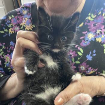 Rescue Domestic Medium Hair Cats for Adoption in Portage, Michigan - Kieran | PetCurious