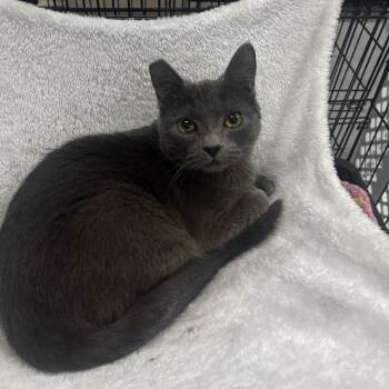 Domestic Short Hair Cats Available for Adoption - Teela | PetCurious
