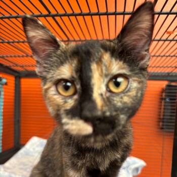 Domestic Short Hair Cats Available for Adoption in Westminster, California - Flicker | PetCurious