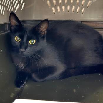 Velvet -  Domestic Short Hair Cat for Adoption in Salt Lake City, Utah - Velvet | PetCurious