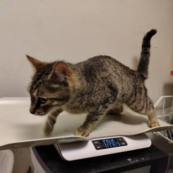 Bucket -  Domestic Short Hair Cat for Adoption in Coos Bay, Oregon - Bucket | PetCurious