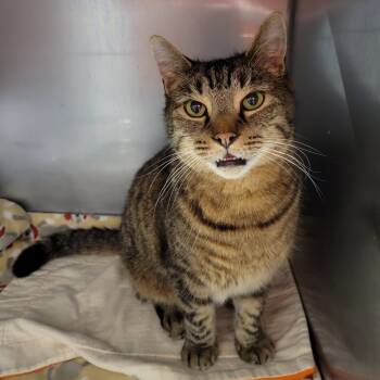 Rescue Domestic Short Hair Cats for Adoption in Nashville, Indiana - Odin | PetCurious