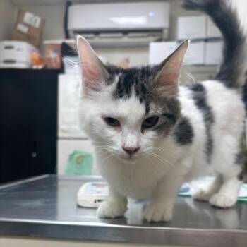 Domestic Short Hair Cats Available for Adoption - Victor | PetCurious