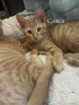 Casca -  Domestic Short Hair Cat for Adoption in Mustang, Oklahoma - Casca | PetCurious