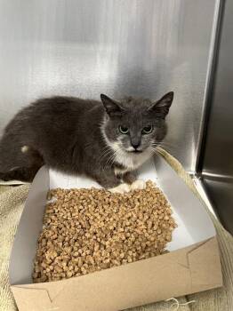 Will (working cat) *Adoption fee Sponsored* -  Domestic Short Hair Cat for Adoption in Berryville, Virginia - Will (working Cat) *Adoption Fee Sponsored* | PetCurious