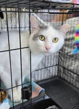 Robbie -  Domestic Short Hair Cat for Adoption in Mokena, Illinois - Robbie | PetCurious