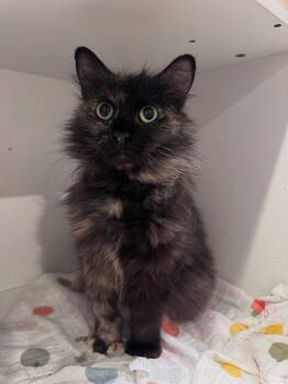 Domestic Long Hair and Manx Cats Available for Adoption in Levittown, Pennsylvania - Strawberry | PetCurious