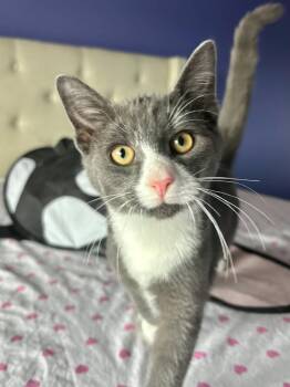 Rescue Domestic Short Hair Cats for Adoption in Mendham Township, New Jersey - Mittens - Super Sweet Kitten In Foster Care | PetCurious